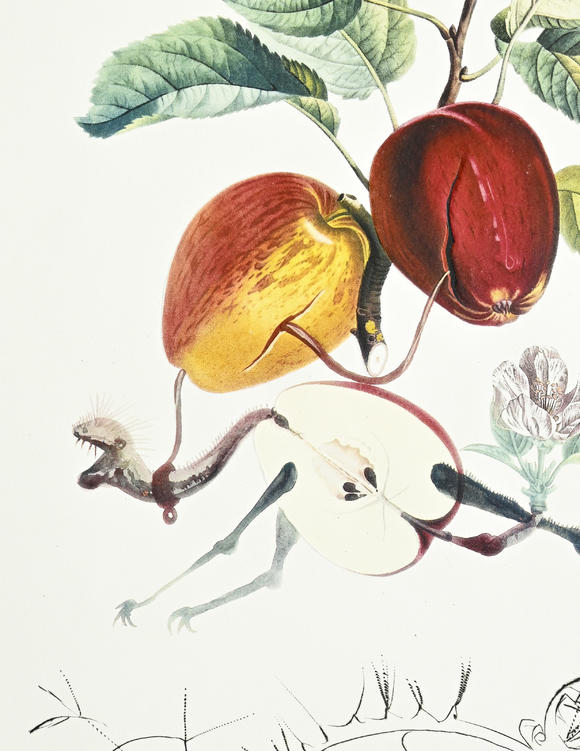 Piguet - H?tel des VentesSalvador Dali (1904-1989),  FlorDali - Les Fruits , 1969, 10 pointes-sèches et lithographies en couleurs, signées et numérotées 7/35