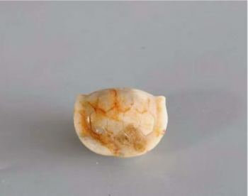 玉龜