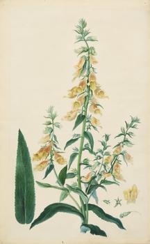 A botanical study of a plant : Siberian foxglove (Digitalis Siberica),?
India, 19th century

Watercolour on card, perhaps inspired from Lindley's