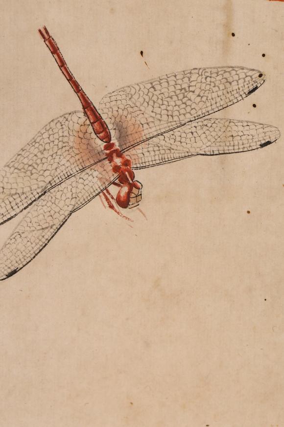 齐白石蜻蜓的画法图片